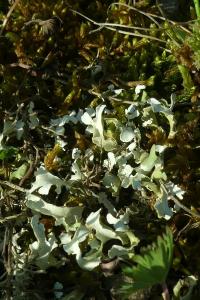 Cladonia foliacea