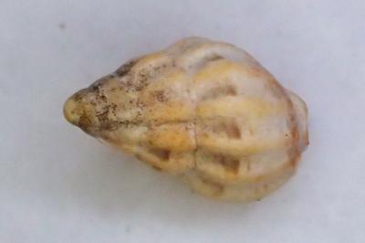 Tritia reticulata