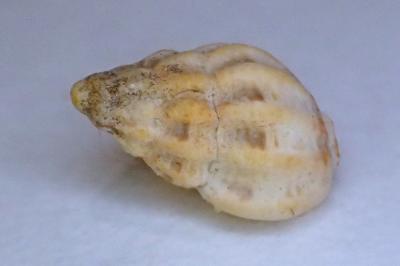 Tritia reticulata