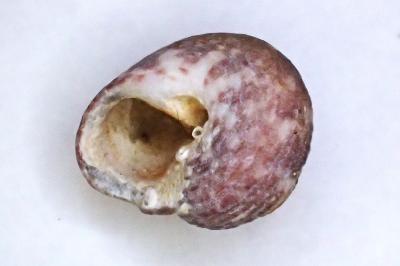 Gibbula magus