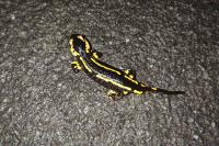 Salamandra salamandra terrestris