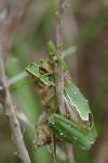 Hyla molleri