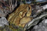 Bufo spinosus