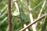 Hyla arborea