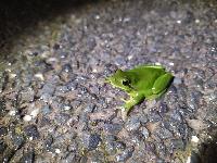 Hyla meridionalis