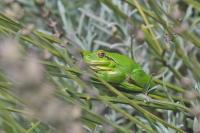 Hyla meridionalis