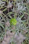 Hyla meridionalis