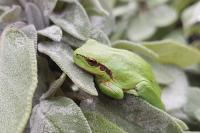 Hyla meridionalis