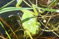 Hyla meridionalis