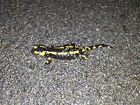 Salamandra salamandra terrestris