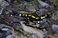 Salamandra salamandra