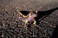 Salamandra salamandra terrestris