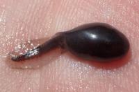 Bufonidae