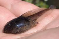 Pelodytes punctatus