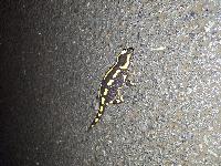 Salamandra salamandra