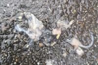 Salamandra salamandra