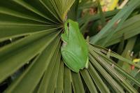 Hyla meridionalis