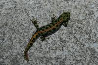 Triturus marmoratus