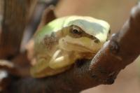 Hyla meridionalis