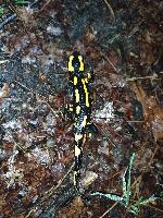 Salamandra salamandra