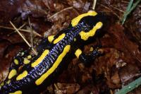Salamandra salamandra