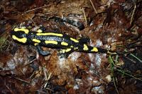 Salamandra salamandra
