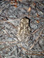 Epidalea calamita