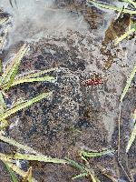Rana temporaria