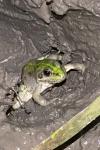 Pelophylax
