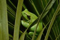 Hyla meridionalis