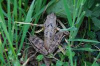 Rana dalmatina
