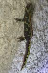 Triturus marmoratus