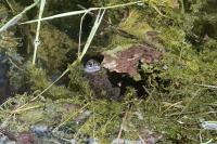 Bombina variegata