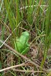 Hyla arborea