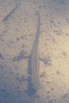 Lissotriton helveticus