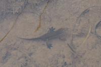 Lissotriton helveticus