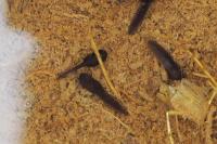 Bufo spinosus