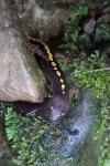 Calotriton asper