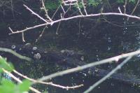 Pelophylax