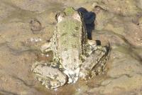Pelophylax ridibundus