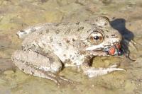 Pelophylax ridibundus