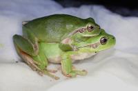 Hyla meridionalis