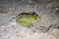 Hyla meridionalis