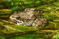 Pelophylax