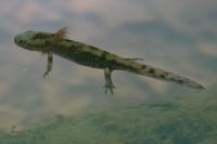 Salamandra salamandra