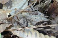 Rana dalmatina