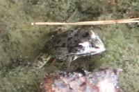 Pelophylax