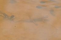 Lissotriton helveticus