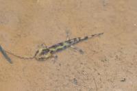 Salamandra salamandra
