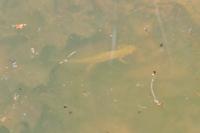 Lissotriton helveticus